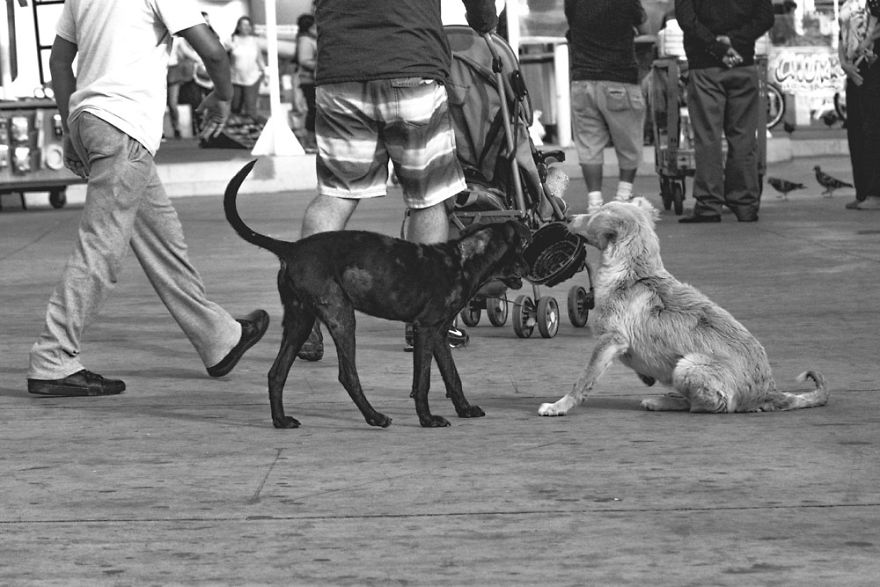 Dogs Will Be Dogs! Two Adorable Street Dogs At Play - 22 Image B&w Photo Series