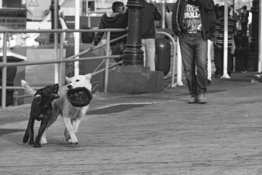 Dogs Will Be Dogs! Two Adorable Street Dogs At Play - 22 Image B&w Photo Series