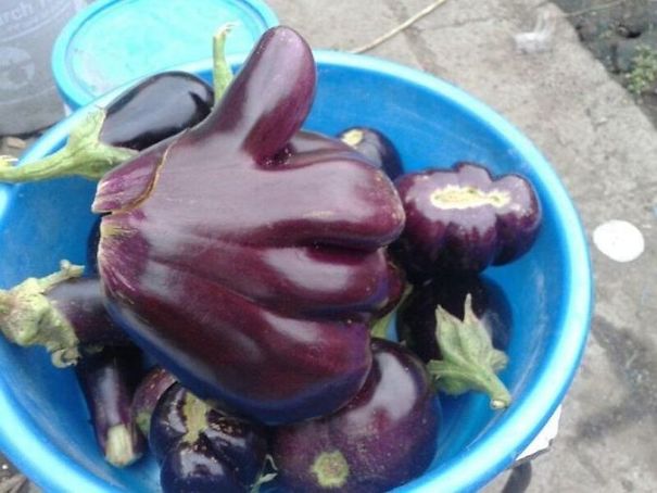 This Eggplant Looks Like A Thumbs Up!