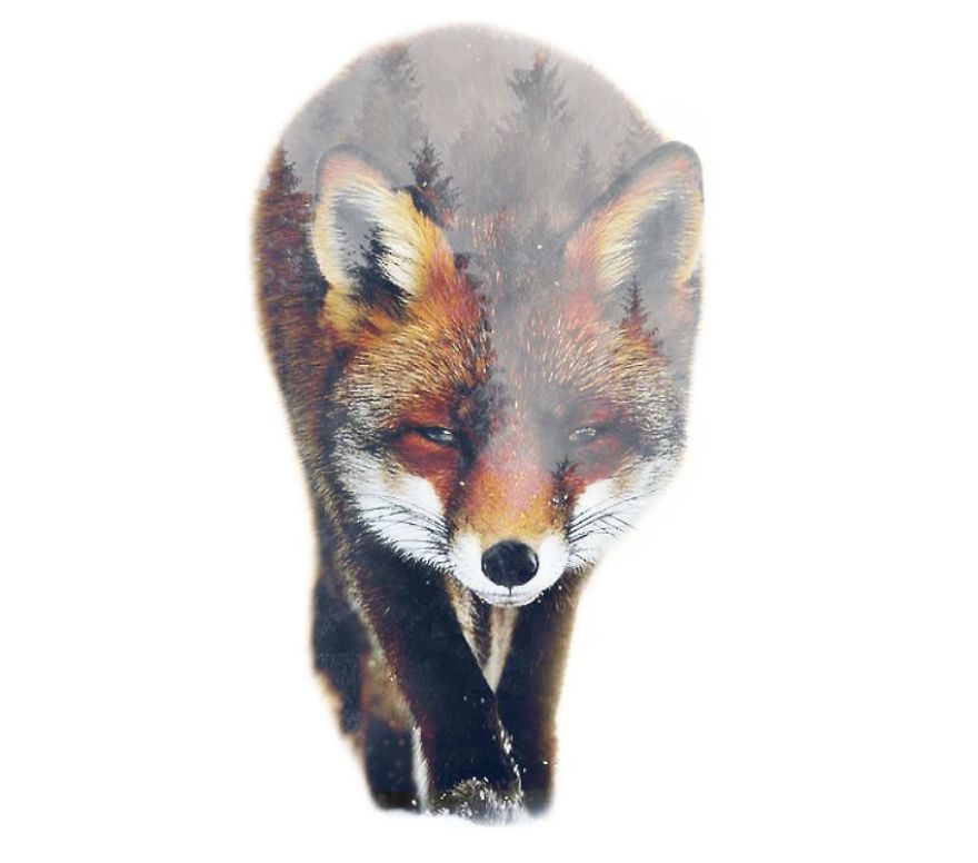 I Use Double Exposure To Create A Series That Merge Wildlife With Landscapes