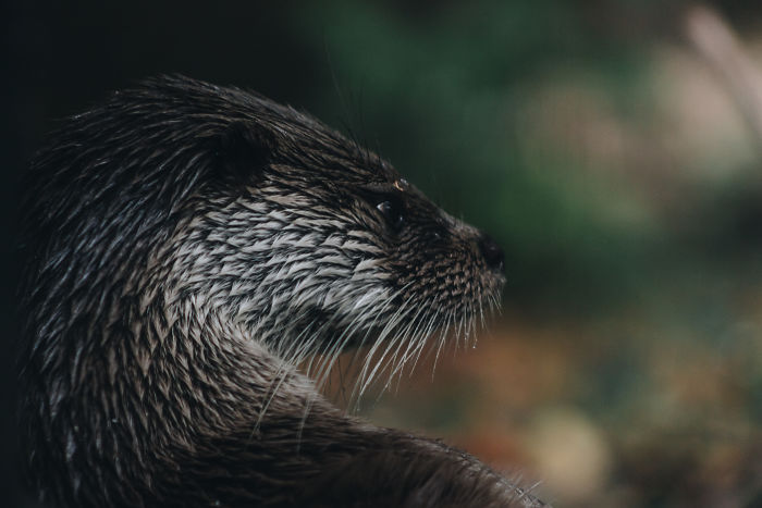 I Try To Capture Candid Portraits Of Animals I Come Across