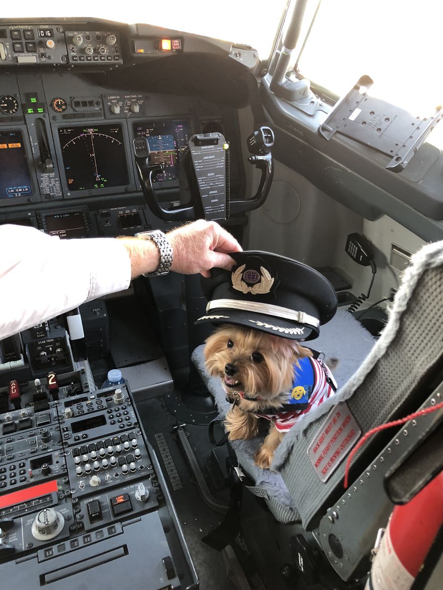 The Yorkie In The Cock-Pit Of A Boeing 747