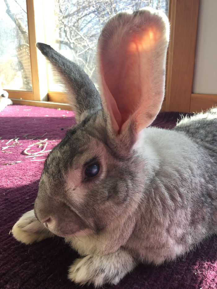 I Went To The Animal Shelter To Get A Puppy... Meet Ajax, My Blind Three Legged Flemish Giant Rabbit Rescued From A Meat Auction