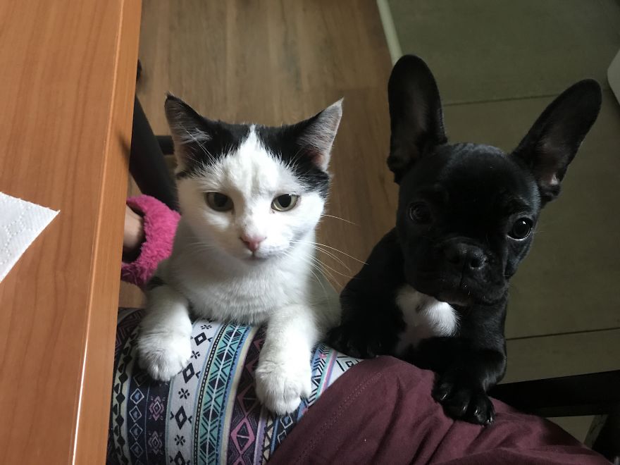 Life With Pepper