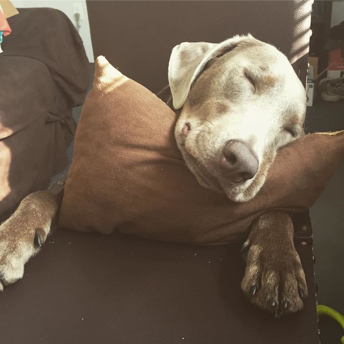Adorable Labrador Has To Eat In A High Chair Because Of A Rare Medical Condition