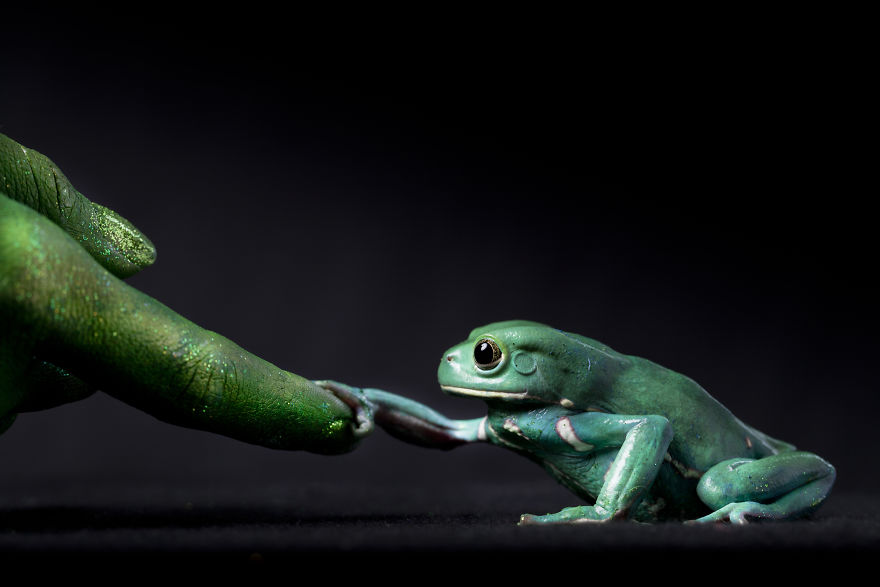 One Touch Of Nature. A Waxy Monkey Frog Grabs An Outstretched Finger. This Image Is Part Of A Series Called Metamorphosis That Explores Our Connection With Amphibians