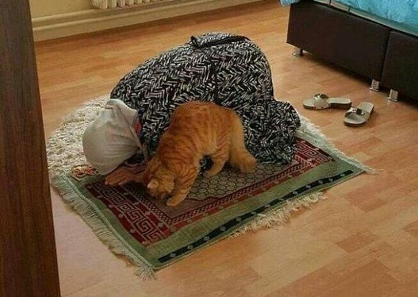 Mohammed's Cat, Muezza Mohammed's Cat, Muezza