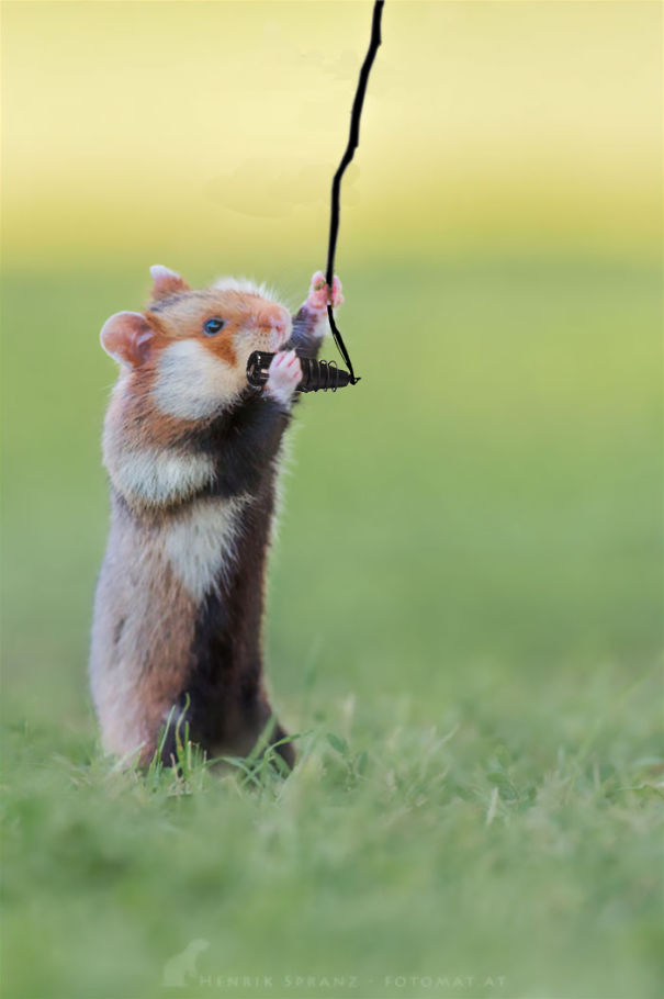Music-Hamster-59fc4386d00fa.jpg