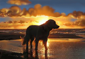 My-dog-goes-to-the-beach-5a0c97507c277.jpg