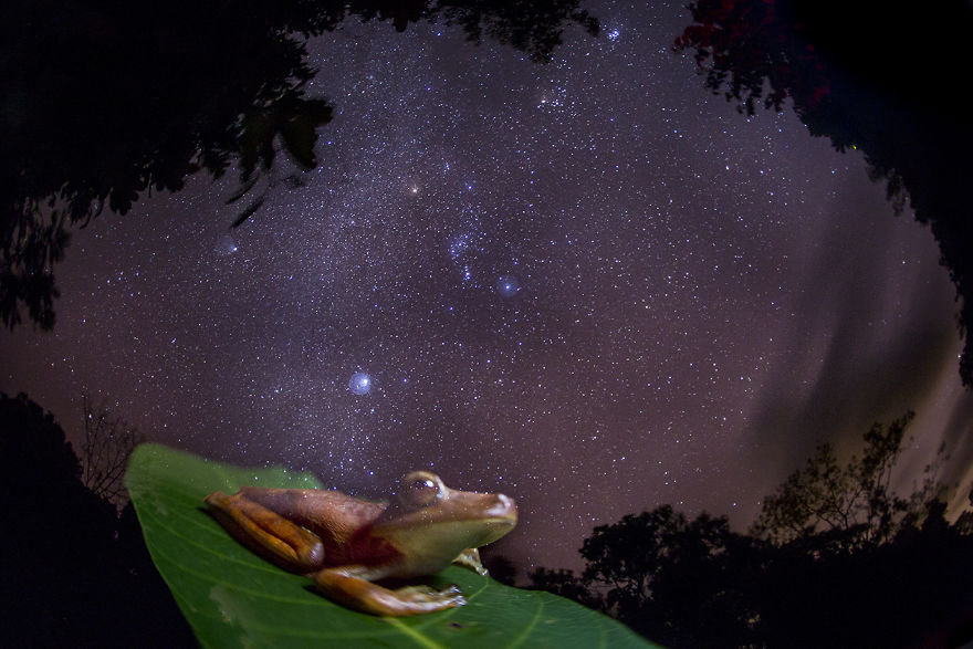 The Vanishing. An Amazon Gladiator Frog Appears Ghostly Against The Backdrop Of The Milky Way, Depicting The Disappearance Of Frogs Around The World