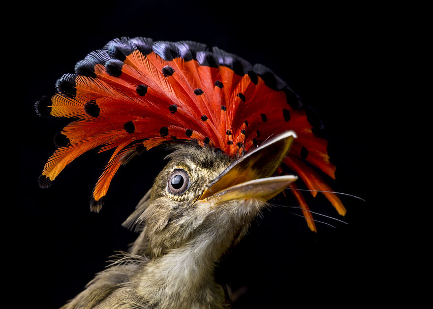 Royal Flycatcher In Cocobolo Nature Reserve, Panama