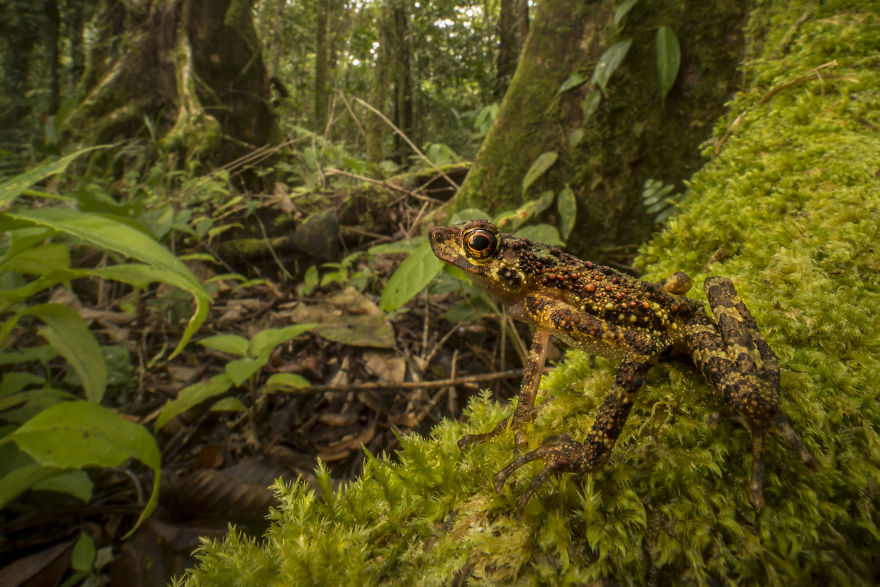 A Bornean Rainbow Toad, Rediscovered After 87 Years Without Trace