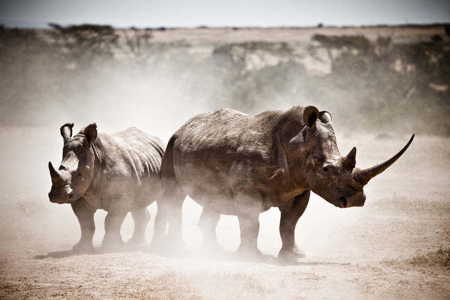 Southern White Rhinos In Kenya