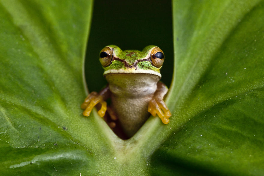 A Masked Treefrog In Colombia. Frogs Are Bellwethers Of Ecosystem Health