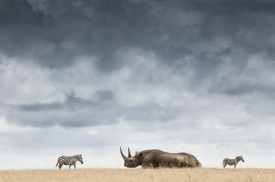 Critically Endangered Black Rhino And Plains Zebra In Kenya. Rhino Horn Is One Of The Most Valuable Substances On Earth. The Only Value It Should Have Is On The Rhino