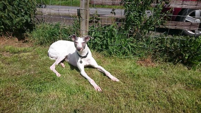 Orla Was A Very Badly Abused Greyhound - She Eventually Had To Have All Her Teeth Out, Was Bow-Legged, Covered In Scars, Had A Chronic Eye Condition Needing Daily Meds, And Was Fear Aggressive To Other Animals. She Was Absolutely Perfect And I Miss Her Every Day.