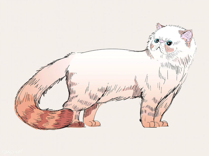 Our Designer Just Illustrated Different Types Of Cat Breeds And We Are Freaking Out By How Cute They Are
