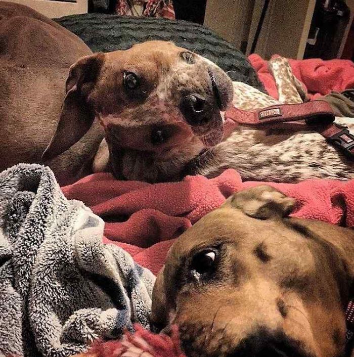 People Are Having Trouble Understanding What’s Wrong With This Dog Picture