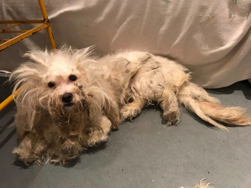 Stray Dog Can’t Stop Smiling After Rescuers Shave Off His Matted Fur