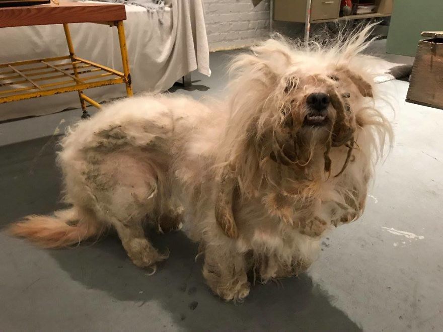 Stray Dog Can’t Stop Smiling After Rescuers Shave Off His Matted Fur