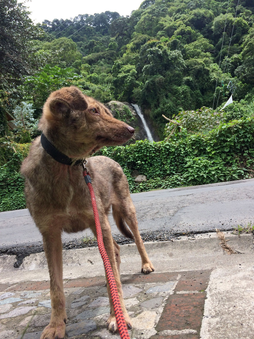 The Incredible Transformation Of Enrique - A Street Dog From Guatemala