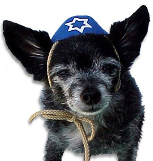 The Divinity Of Dogs The Divinity Of Dogs