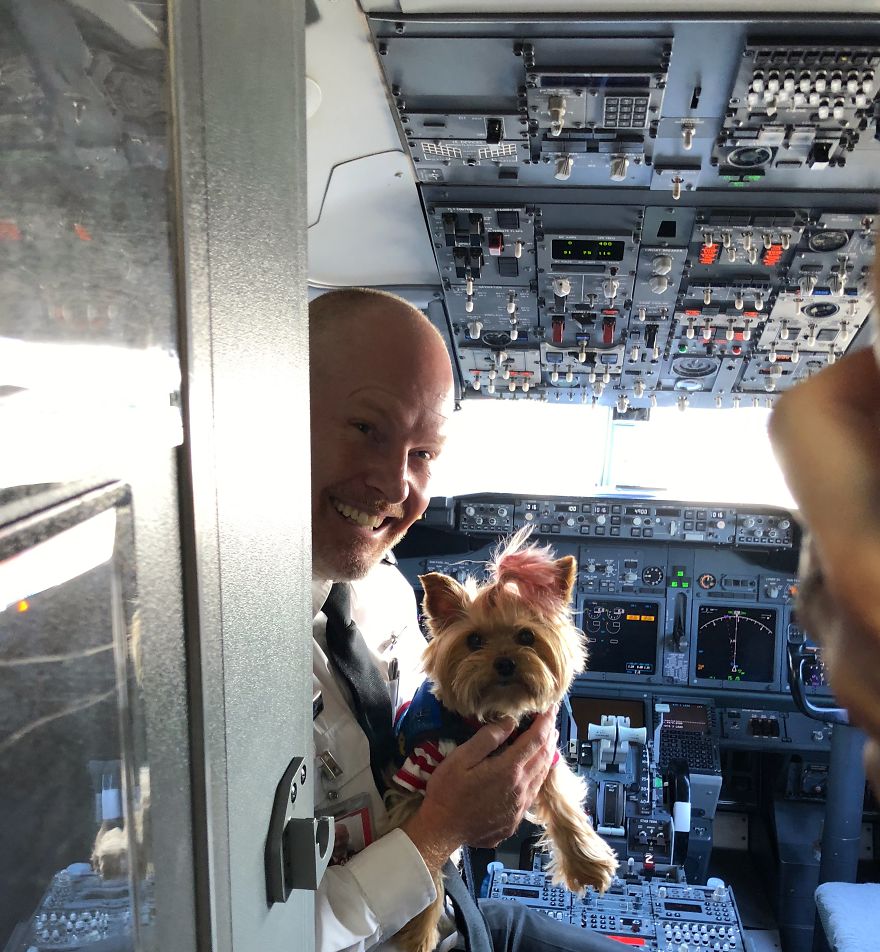 The Yorkie In The Cock-Pit Of A Boeing 747