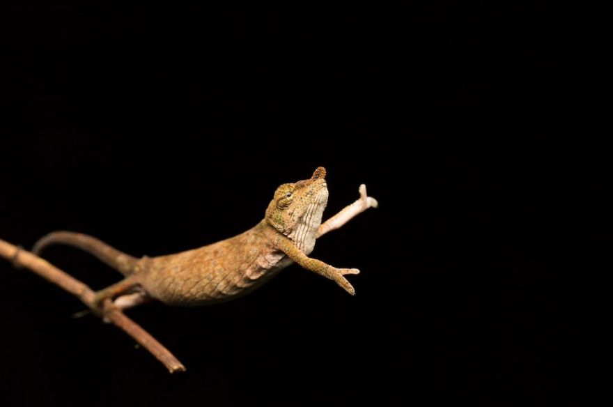 These Are The Great Finalists Of The Comedy Wildlife Photography Awards 2017