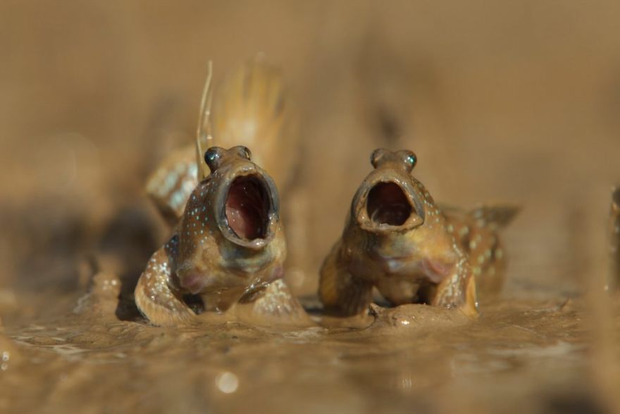 These Are The Great Finalists Of The Comedy Wildlife Photography Awards 2017