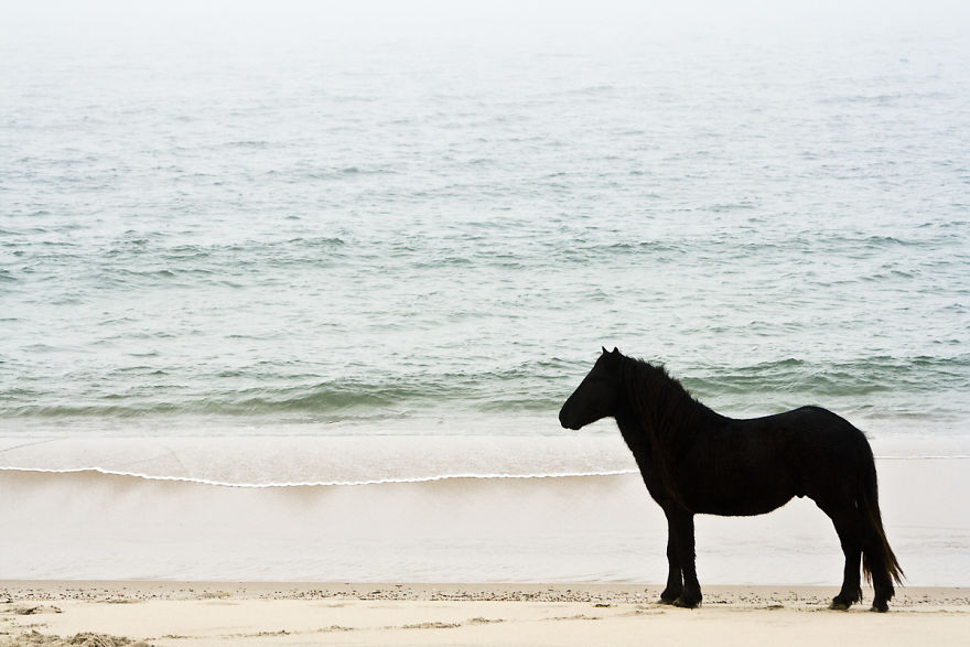 The Wild Horses Of Sable Island