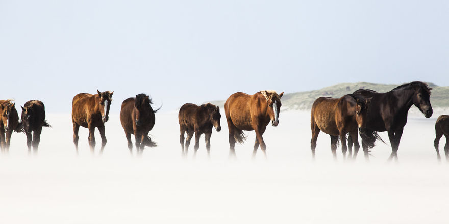 The Wild Horses Of Sable Island