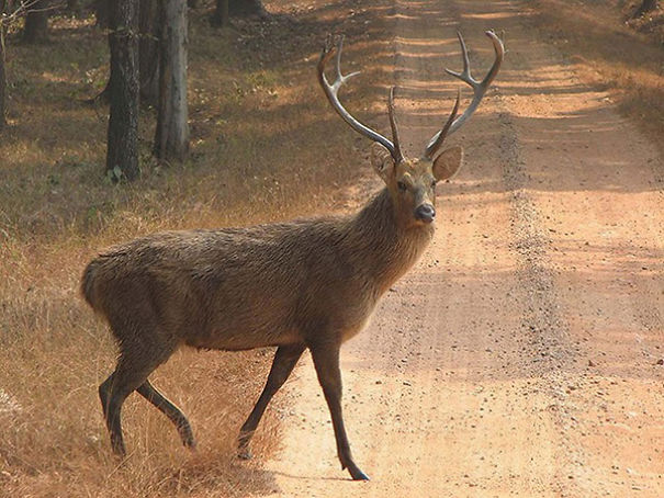 Wildlife Sanctuary In Chhattisgarh