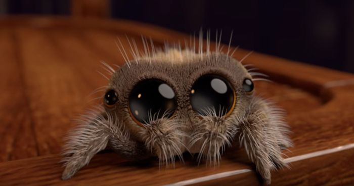 Meet Lucas, The Most Adorable Spider That Will Cure Your Arachnophobia |  Bored Panda