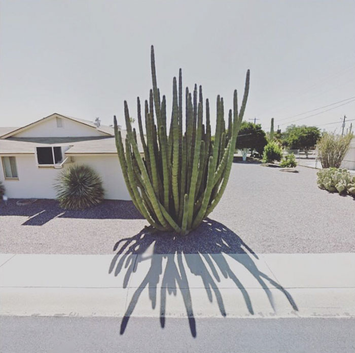 Organ Pipe Cactus, Arizona, Usa