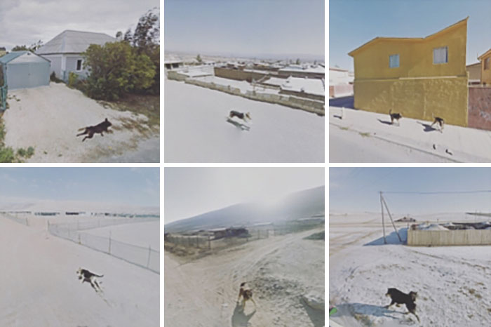 Dogs Chasing The Google Car From Around The World