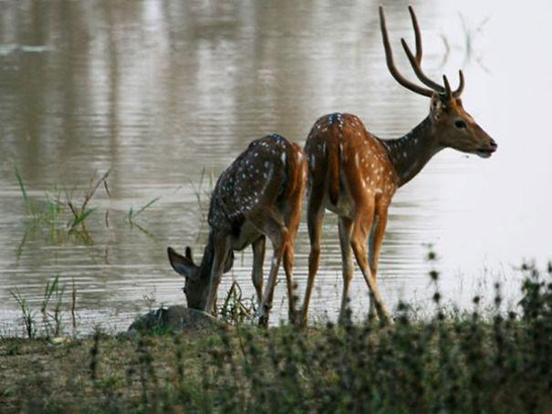Wildlife Sanctuary In Chhattisgarh