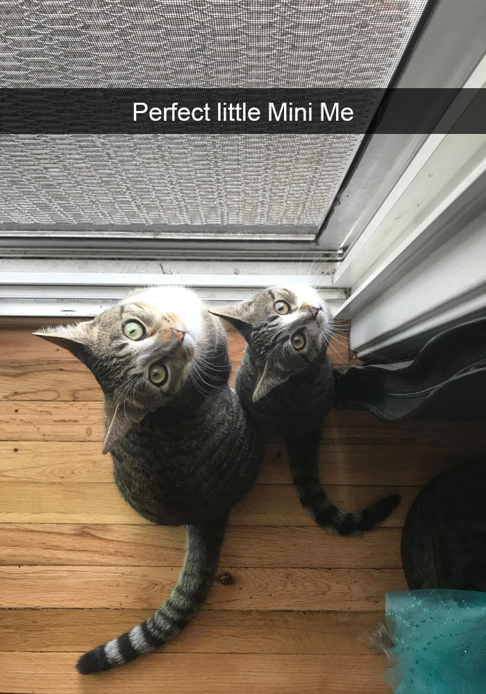 Cats-Funny-Snapchats