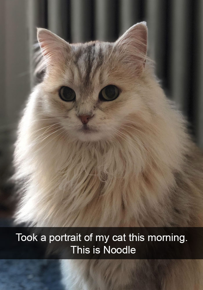 Cats-Funny-Snapchats