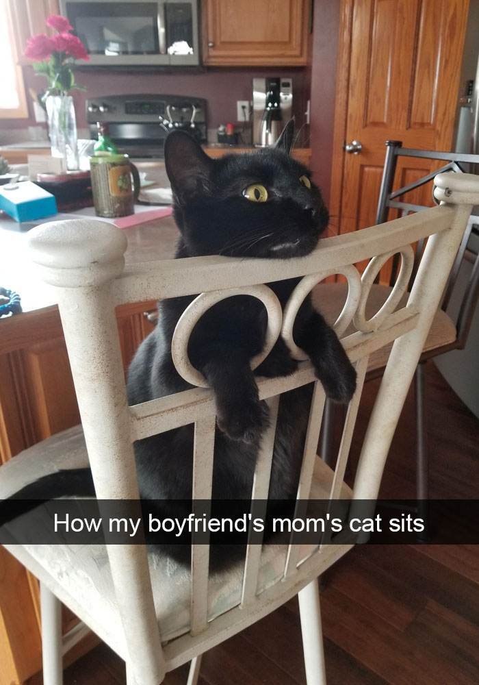 Funny Cat Snap