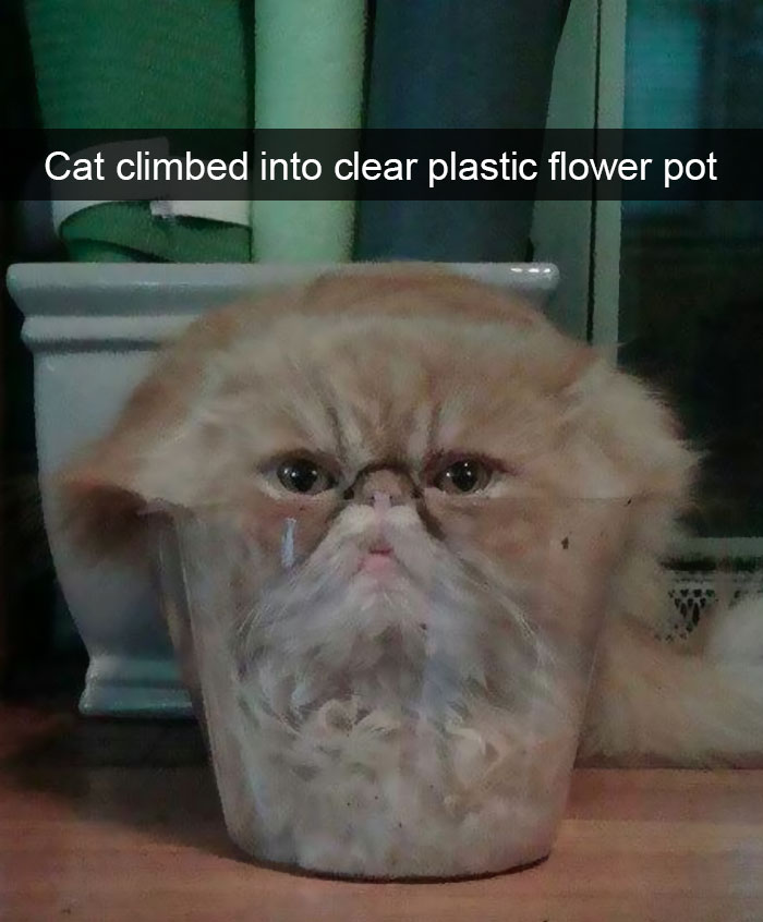 Funny Cat Snap
