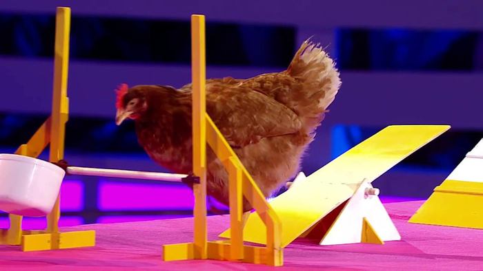 Chickens Are Smarter Than Your Toddler! Chickens Are Smarter Than Your Toddler!