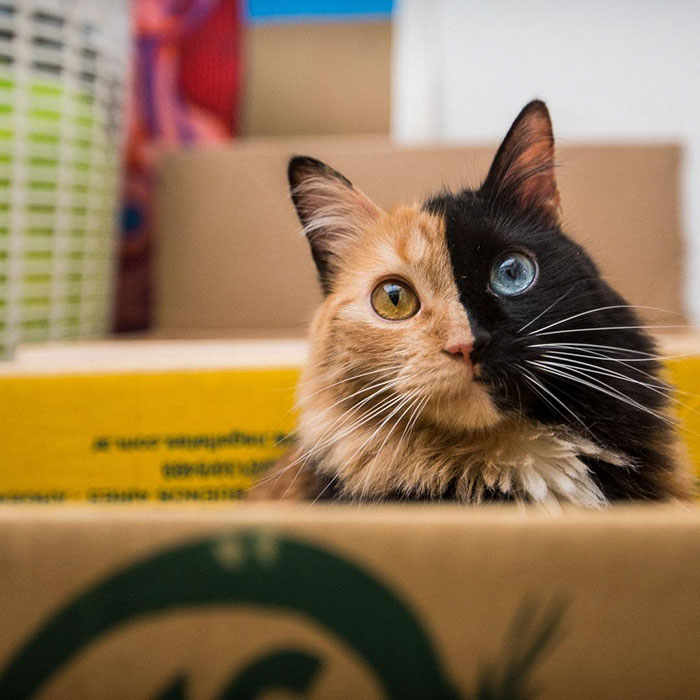 This Chimera Kitten Is Probably The Cutest Accident That Ever 