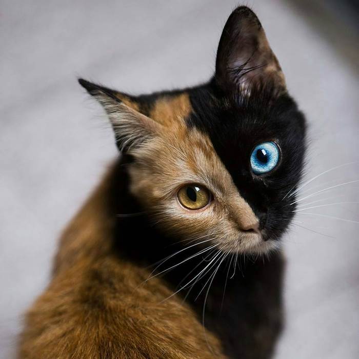 This 'Chimera' Kitten Is Probably The Cutest Accident That Ever Happened To Nature