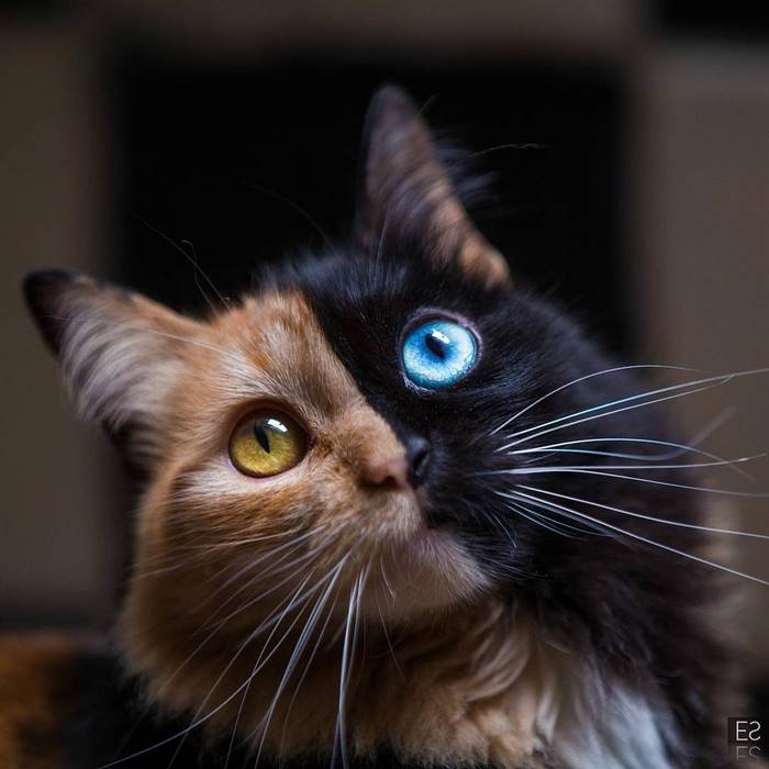 chimera-cat-split-face-different-eyes-gataquimera-25
