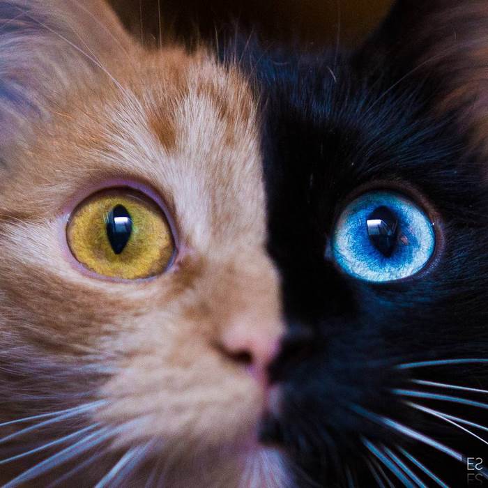 chimera-cat-split-face-different-eyes-gataquimera-29