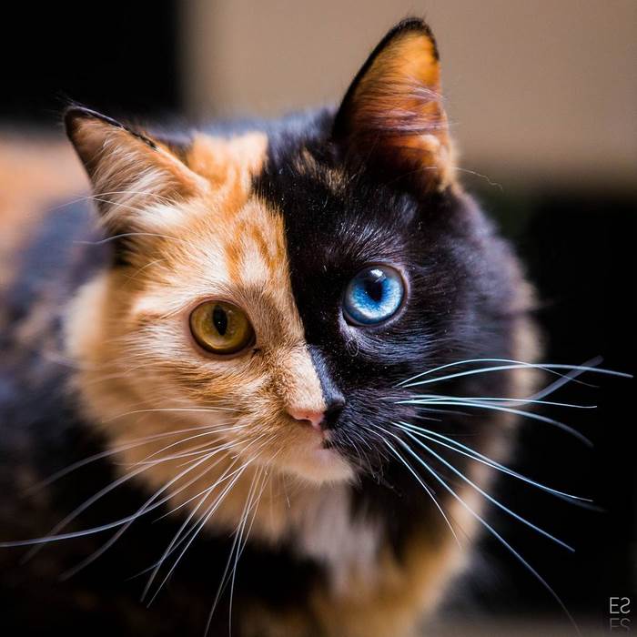 This 'Chimera' Kitten Is Probably The Cutest Accident That Ever Happened To Nature