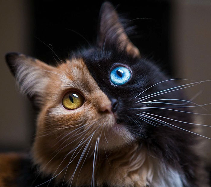This ‘Chimera’ Kitten Is Probably The Cutest Accident That Ever Happened To Nature