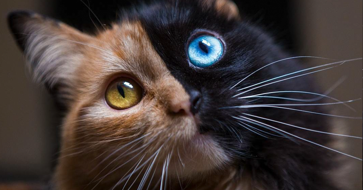 This 'Chimera' Kitten Is Probably The Cutest Accident That Ever Happened To Nature | Bored Panda