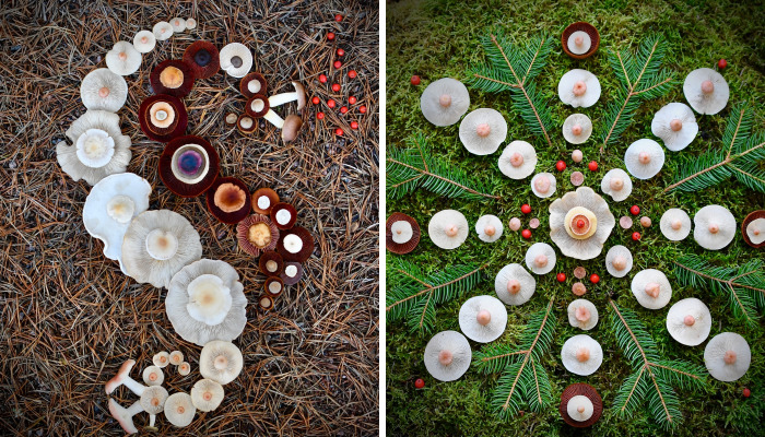 I Create My Own Dream World Using Wild Mushrooms