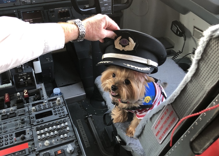 The Yorkie In The Cock-Pit Of A Boeing 747